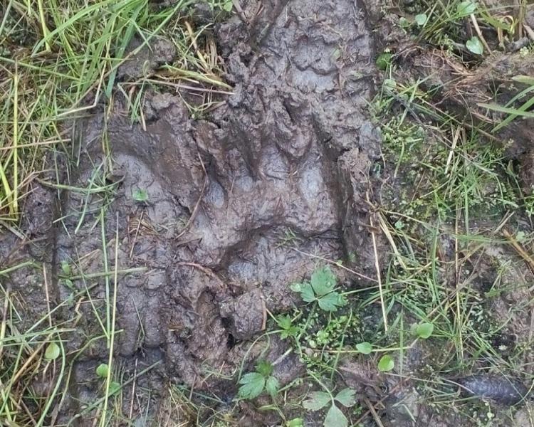 Хищники продолжают бегать по Новгородской области. На этот раз мишка принимал ванны в одном из районов